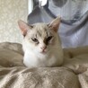 おっとり大人しいシャム柄のソニーちゃん サムネイル2