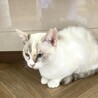 おっとり大人しいシャム柄のソニーちゃん サムネイル6