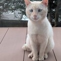 かわいい男の子