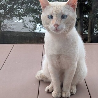 かわいい男の子