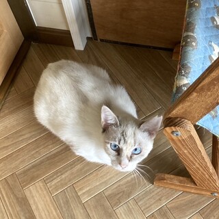 おっとり大人しいシャム柄のソニーちゃん