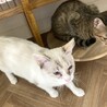 おっとり大人しいシャム柄のソニーちゃん サムネイル3