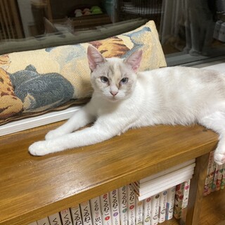 おっとり大人しいシャム柄のソニーちゃん