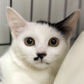 大きな瞳が印象的なちゅびひげ美人