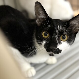 黄金の瞳に真っ黒な毛並みの美人さん