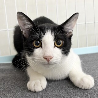 男の子の可愛いところを詰め込んだ黒白くん