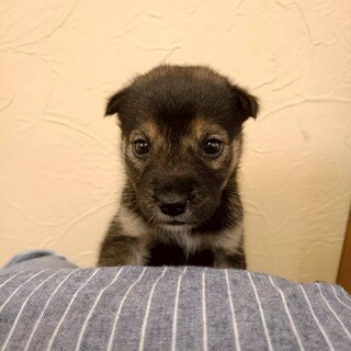 生後1ヶ月の野犬の子犬のとくちゃん