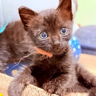 生後1ヶ月半の黒猫仔猫3兄弟