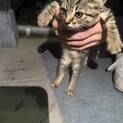 人懐っこい子猫ちゃん