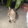 人懐っこい子猫ちゃん サムネイル2