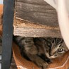 人懐っこい子猫ちゃん サムネイル3