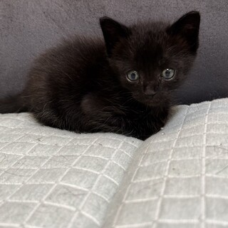 生後1ヶ月半の黒猫仔猫オス