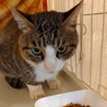動物病院の保護猫・ビッグな甘えん坊！ダウニーくん サムネイル2