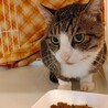 動物病院の保護猫・ビッグな甘えん坊！ダウニーくん サムネイル4