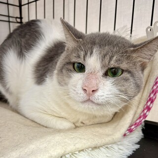動物病院の保護猫・憎めないお顔♡ソフランくん