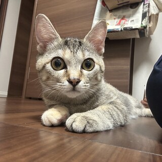 むぎわら色のひだまりガール、むぎちゃちゃん♡