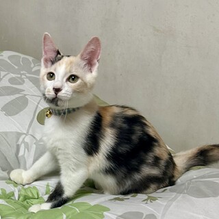 良く鳴いてアピール上手♪レイちゃん