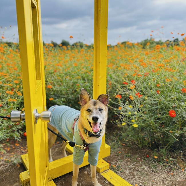 あすみるだのカバー写真
