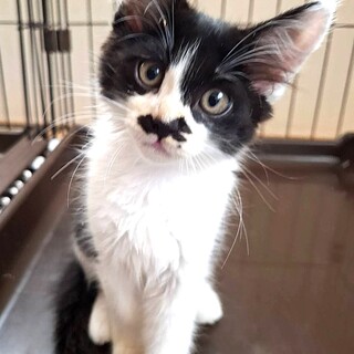 白黒姉妹おひげちゃんとてんてんちゃん