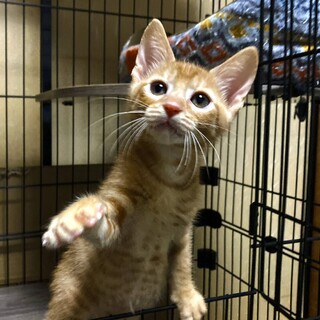 茶トラのふっくん☆白猫もっくん兄弟です！