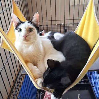 真ん中分けの白黒もーちゃん