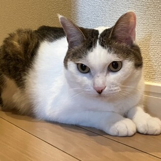 ご高齢の方に。一匹飼いに。スリゴロ丸顔女の子5歳