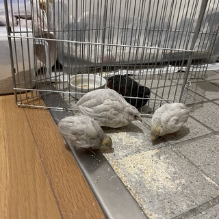 ヒメウズラ　決まりました。