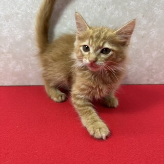 どこまで甘えて来るのか五兄弟！美猫長毛❤クリ坊