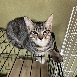 【里親募集中】けいちゃん オス キジトラ