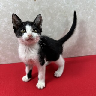 どこまで甘えて来るのか五兄弟！妖艶美猫❤遥