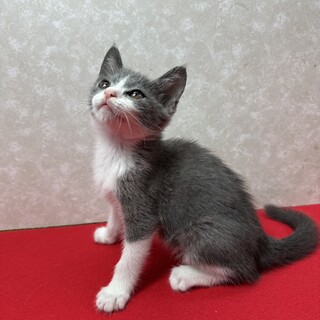 どこまで甘えて来るのか五兄弟！甘えて来ます❤ルル