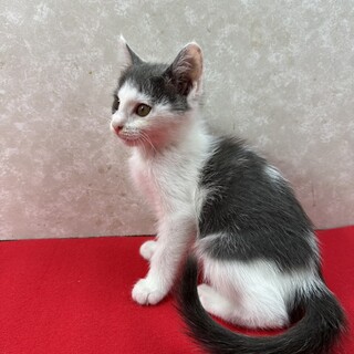 どこまで甘えて来るのか五兄弟！初心者に最適❤ルナ