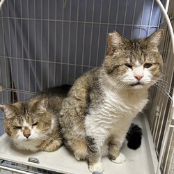 １０月１２日パニャリンピックミニー障害猫さんの譲渡会 サムネイル2