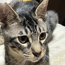 １０月１２日パニャリンピックミニー障害猫さんの譲渡会 サムネイル3