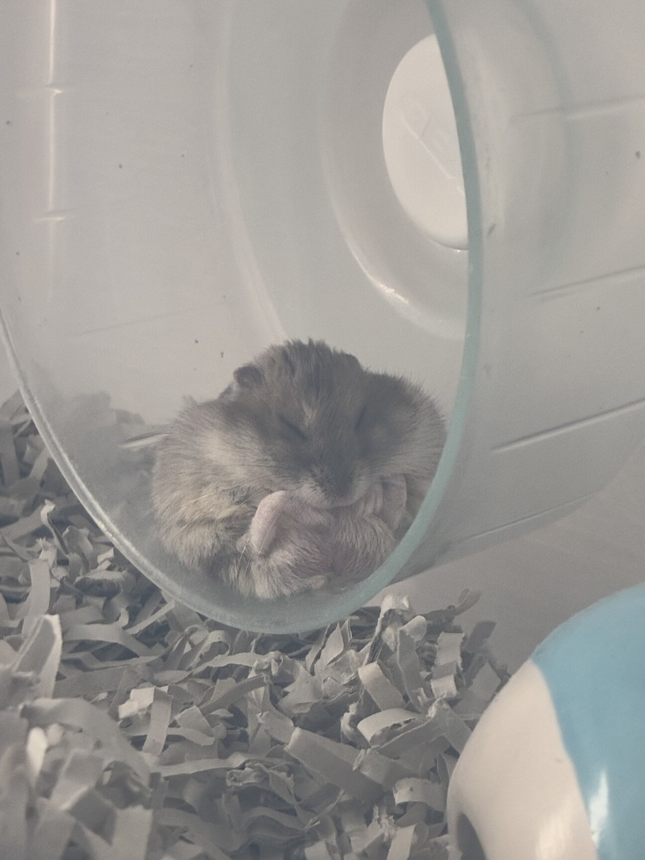 北尾さん作品、ジャンガリアンハムスター オーダー制作] 座っているジャンガリアンハムスター｜作品集