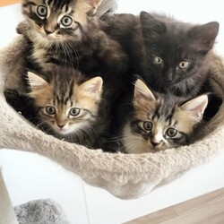 譲渡会 にゃん☆ぴーす猫の譲渡会【都賀･アトリエTOM】 サムネイル2