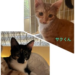譲渡会 にゃん☆ぴーす猫の譲渡会【都賀･アトリエTOM】 サムネイル3