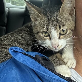 懐っこいオスキジ白