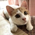 超甘えん坊《アサヒ》ビール兄妹・妹