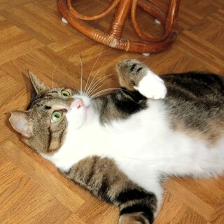 愛嬌たっぷりの猫ちゃんです。