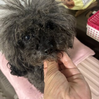 ブラックのタイニープードル