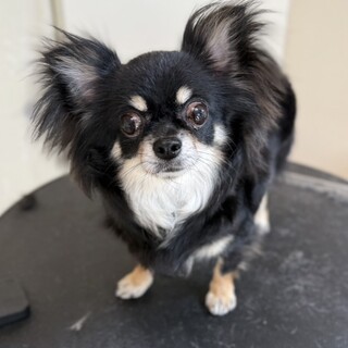 ちょっとぽっちゃりさんなチワワ︎︎のぷるちゃん