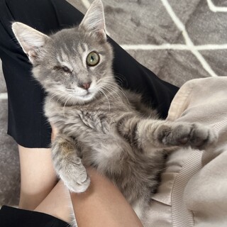 片目のわたげくん　半長毛♬　4ヶ月半