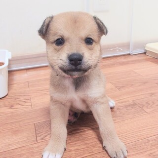 緑　虹の橋を渡りました