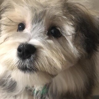 マルプーの男の子