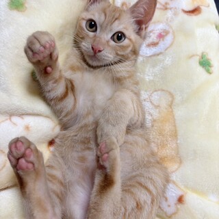 甘えん坊♥茶トラのあきくん♡