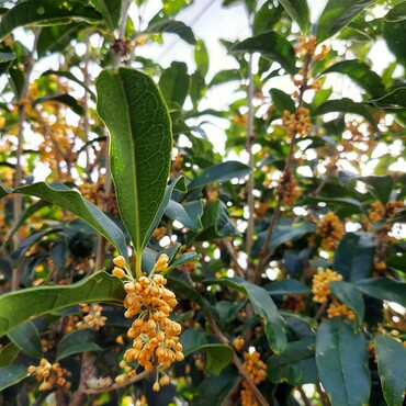 今日の金木犀(*゜Q゜*)今年はなんと2度咲き♪♪