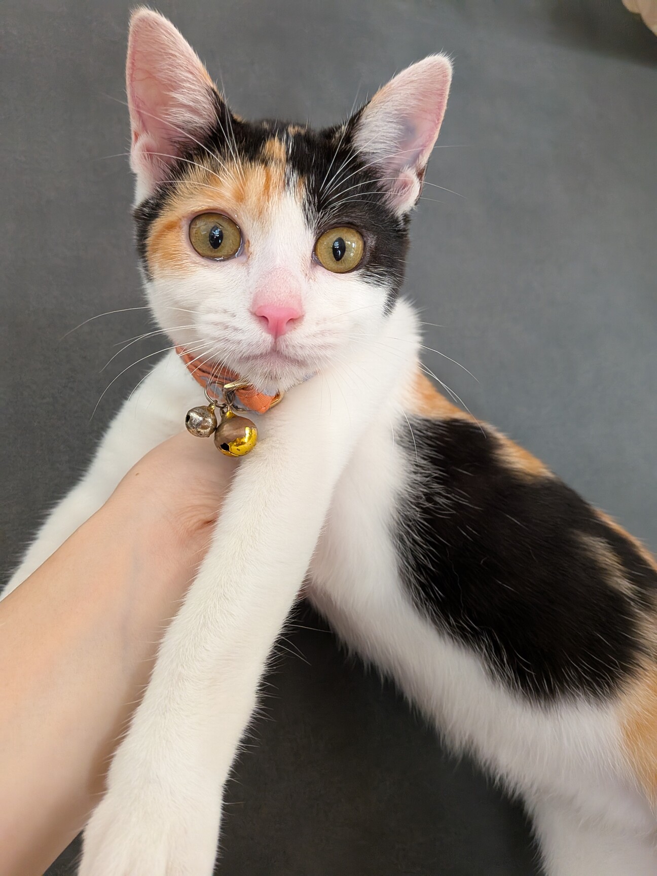 三毛猫ちゃん メス まだ」福岡県 - 猫の里親募集(527364) :: ペット