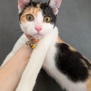 三毛猫様♡ありがとうございます♡ 頭ぎゅうぅぅぅーーーッ！ なってるよ😹 これがいいんにゃ