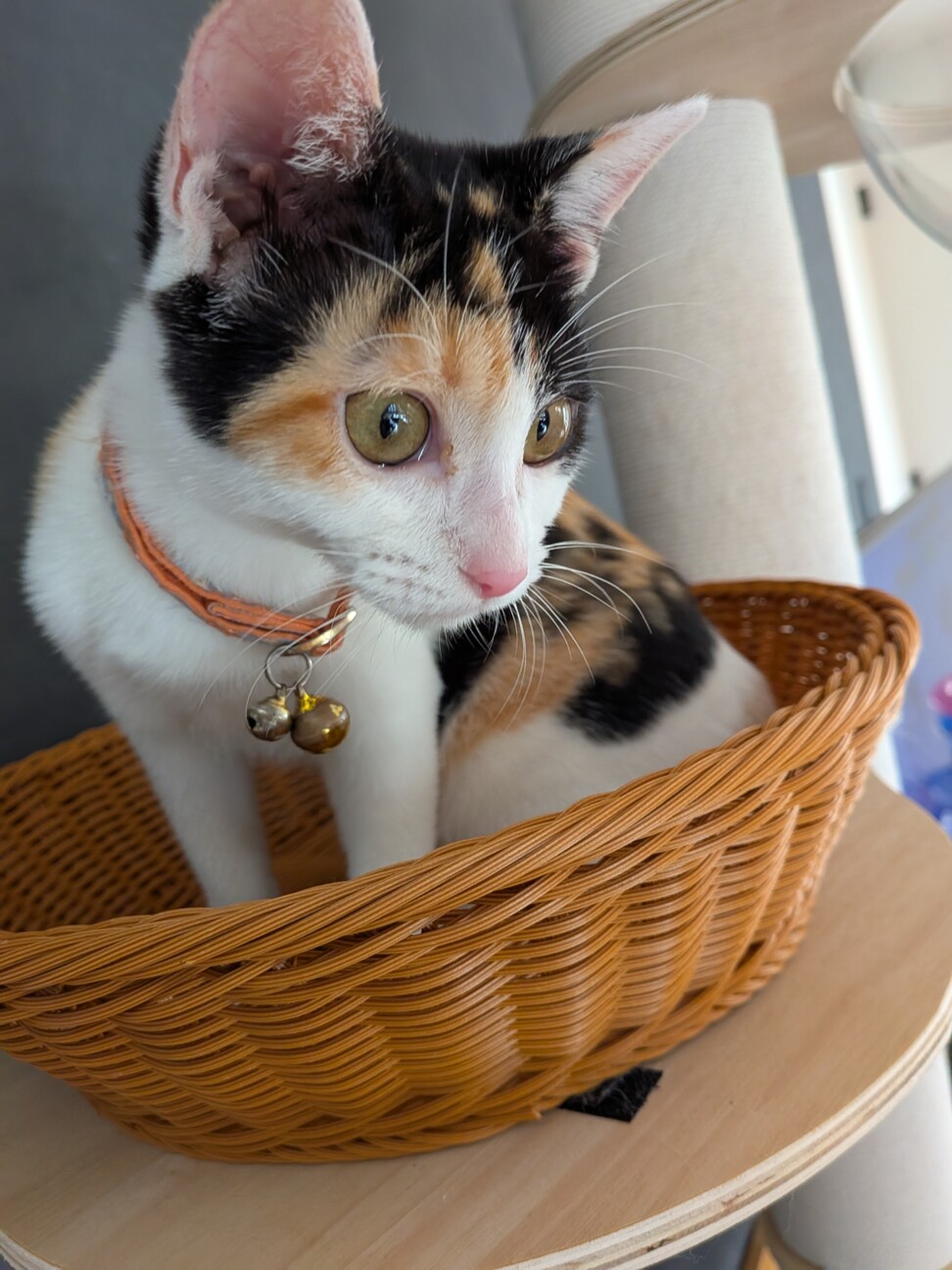 三毛猫ちゃん メス まだ」福岡県 - 猫の里親募集(527364) 2枚